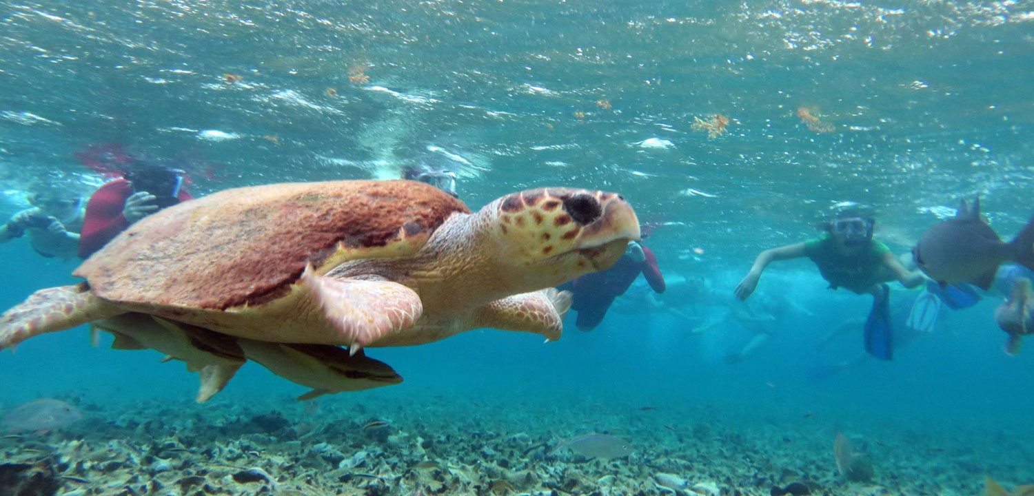 Catamarran Snorkeling Tour